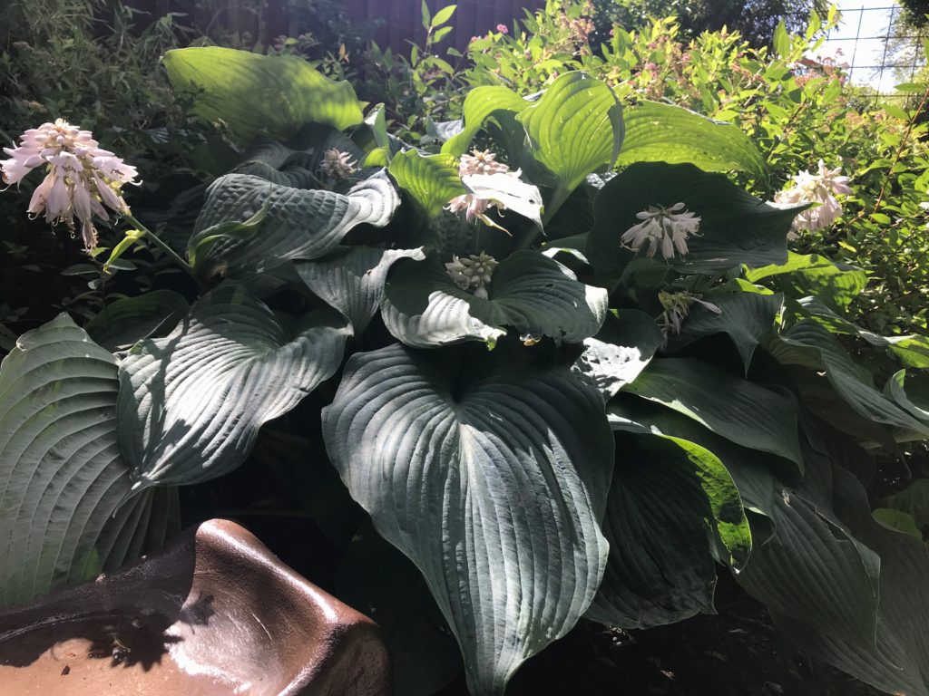 funkia hosta lottiesträdgård