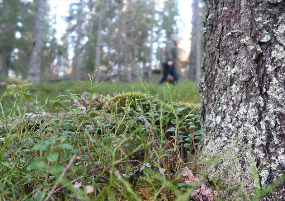 Kantareller i Älvdalen