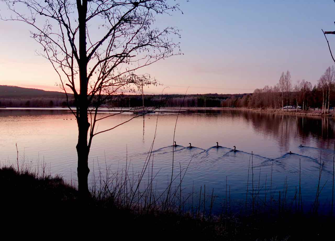 sjöfågel älvdalen vatten Tre Björnar