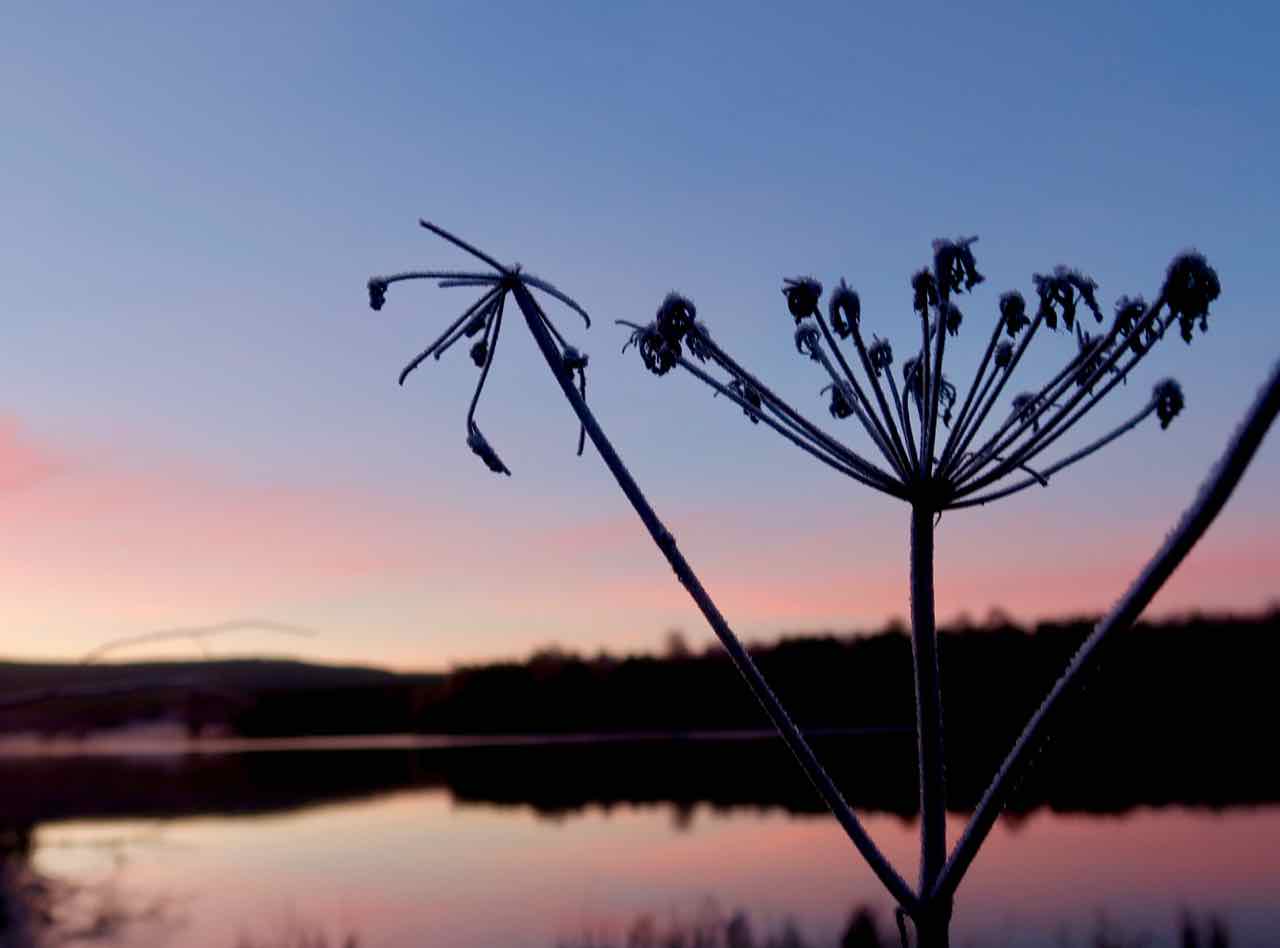 Älvdalen tre Björnar morgonpromenad