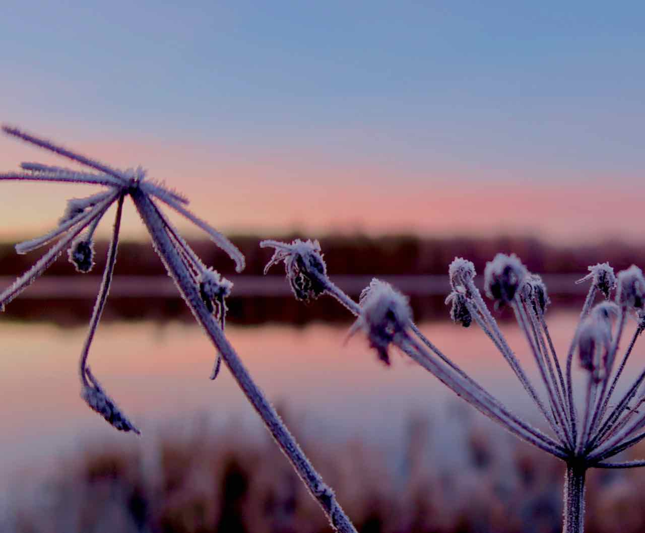 Älvdalen morgonpromenad frost