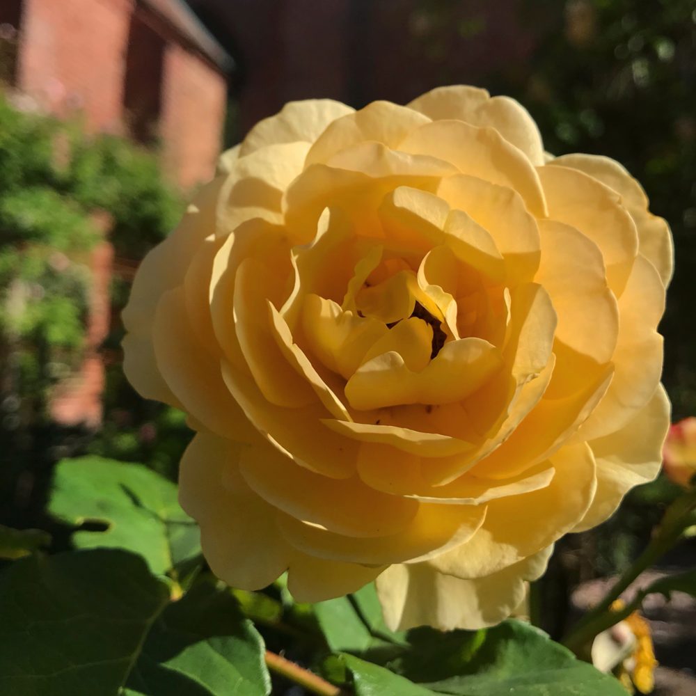 Rosor Ystad Klostret i Ystad Rosarium