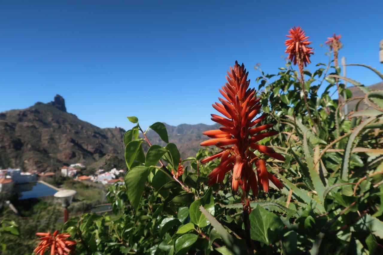 Raketblomma Tejeda Gran Canaria