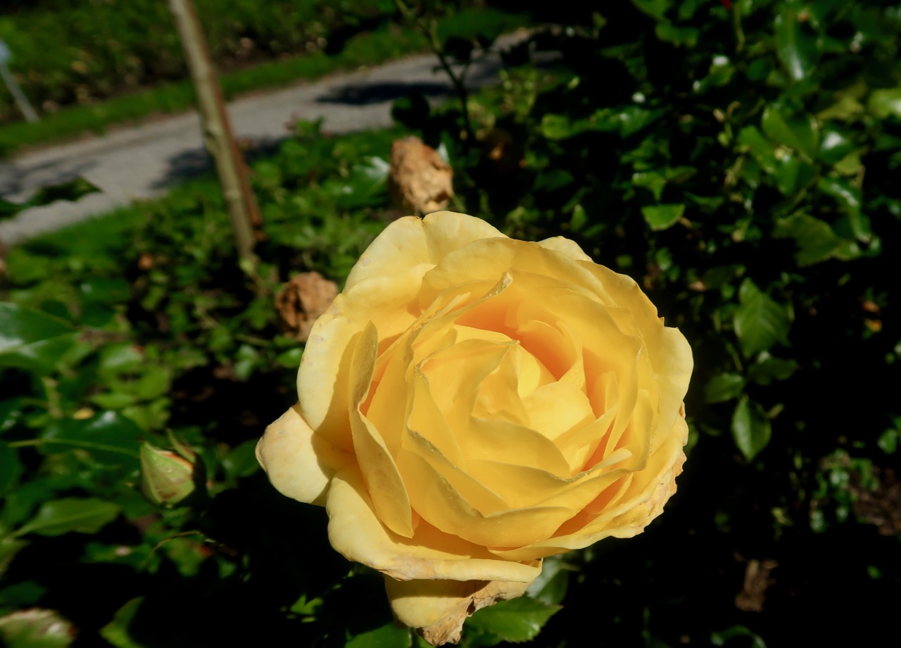 Mainau rosegarden 