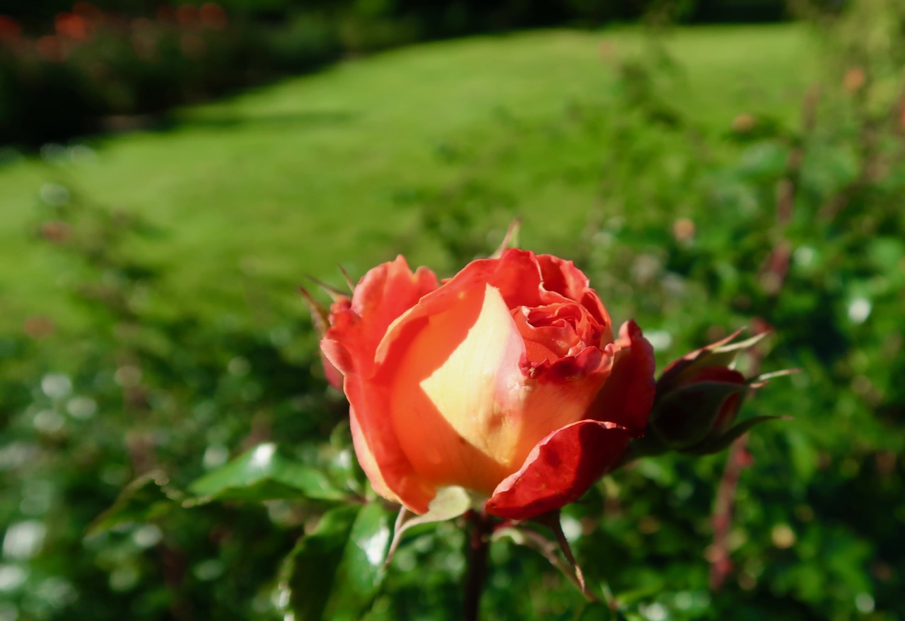 Rose rosegarden rosor