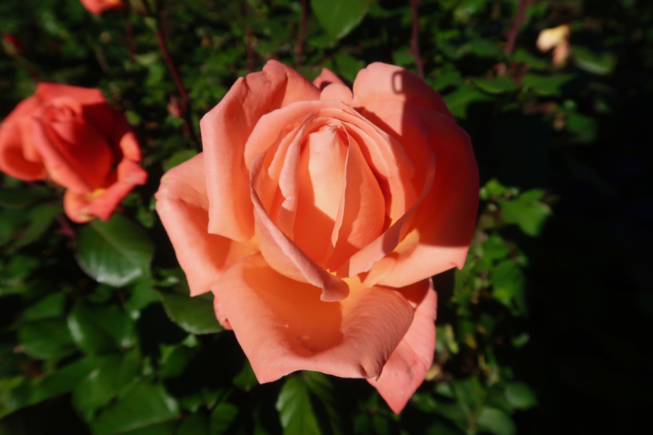 rosegarden rosor