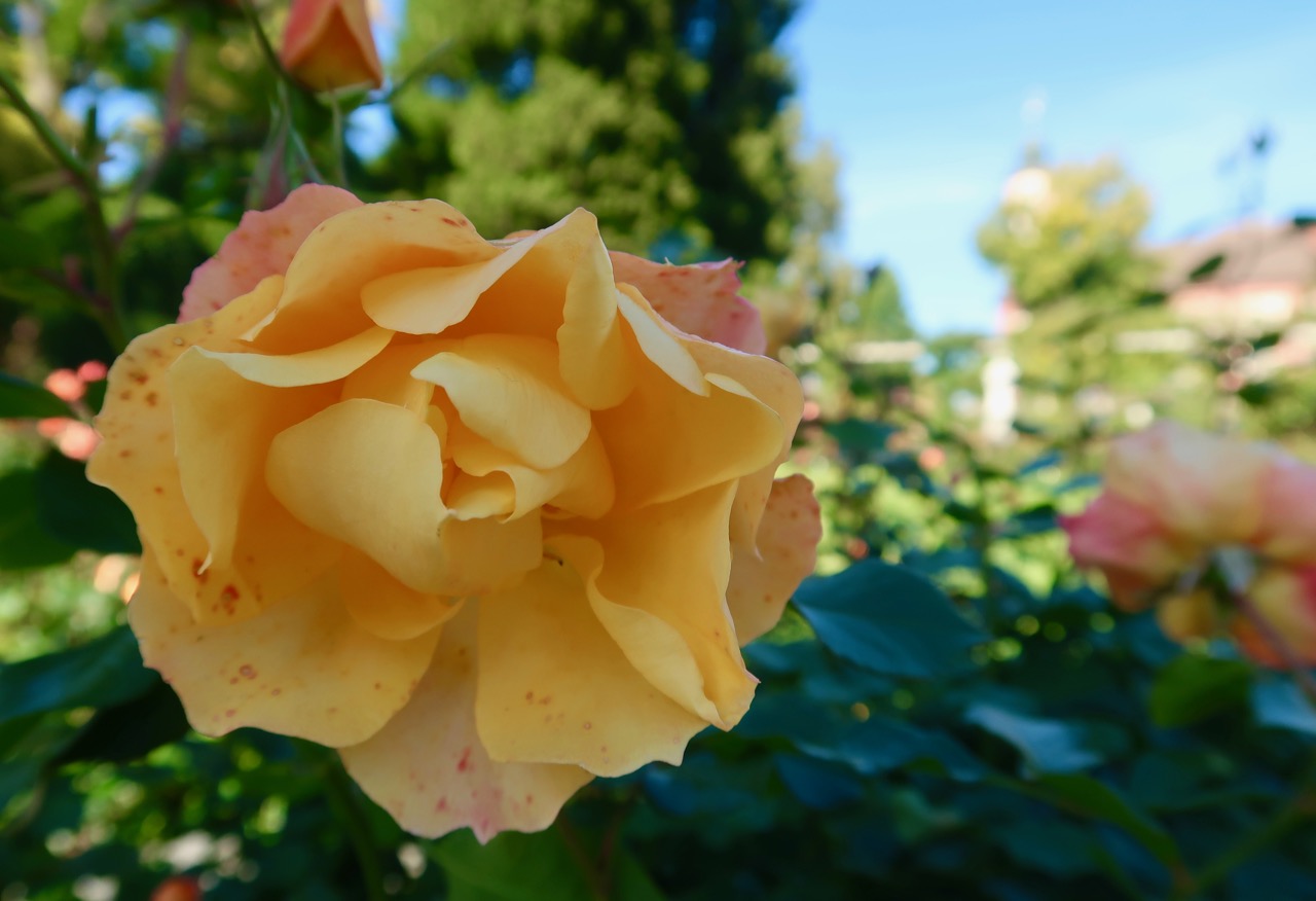 Rosenträdgård rosegarden rosor