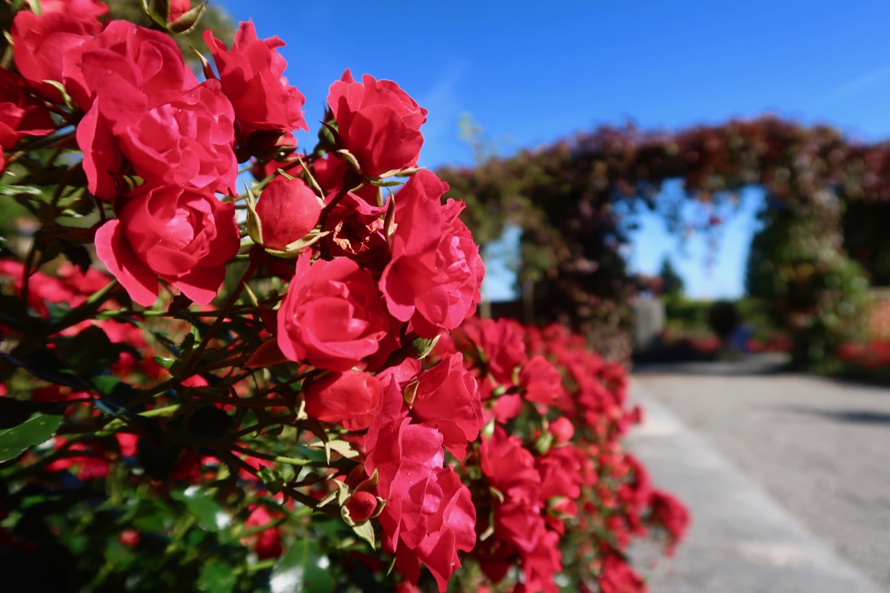 Rosegarden rosarium rosor